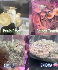 Raw Wellness Mushroom Variety 3.5